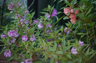 八重咲のホウセンカ