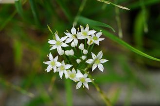 白いニラの花 白いニラの花