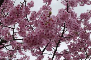 公園の河津桜