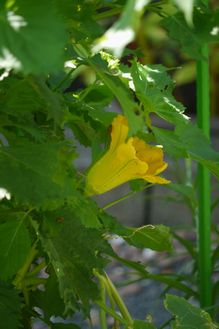 かぼちゃの花