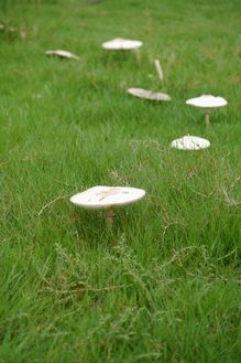 白いキノコ