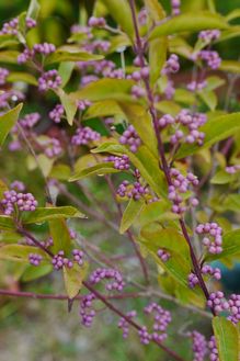 ムラサキシキブ ムラサキシキブ