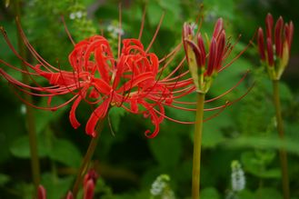赤い彼岸花
