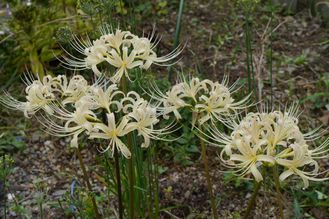 白い彼岸花