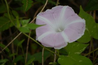 朝顔 朝顔