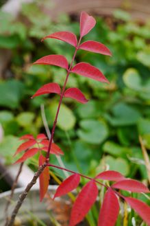 赤い葉の「ハゼ」