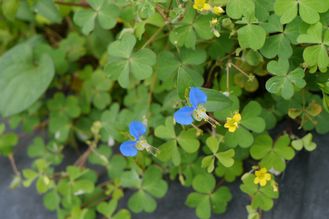 カタバミの花 カタバミの花