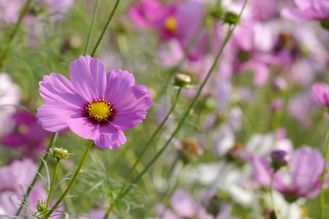コスモス