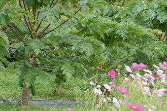 パパイヤの実とコスモス