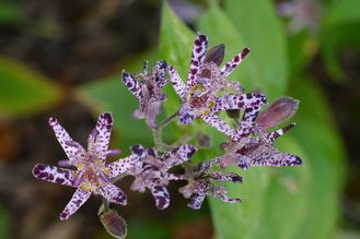 ホトトギスの花