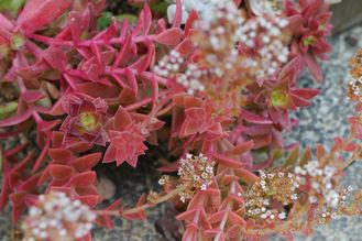 ベンケイソウ科の「火祭り」